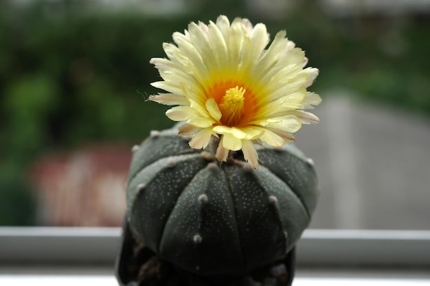 Astrophytum Asterias cactus con flor amarilla