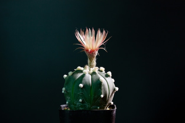 Astrophytum asterias cactus flor floreciendo