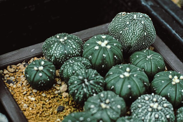 Astrophytum asterias seedlings cactus astrophytum asterias em cactus pots in the house plant