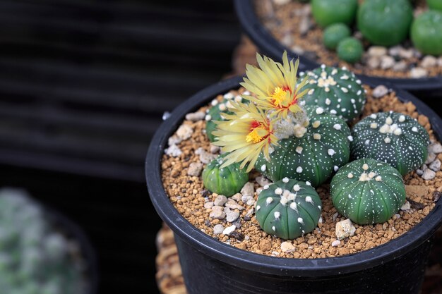 Astrophytum cactus flores en el jardín.