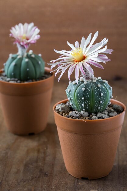 Astrophytum-Kaktusblumen auf Holztisch