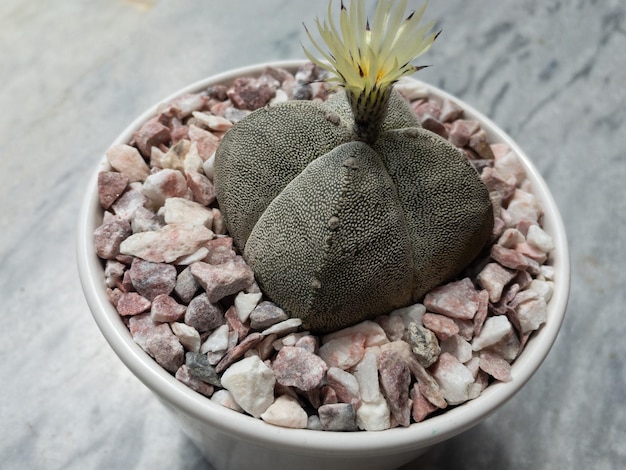 Astrophytum Myriostigma quadricostatum cactus floración closeup