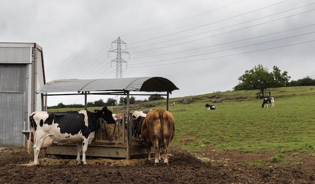 Asturianische Kühe, die auf dem Bauernhof Stroh fressen