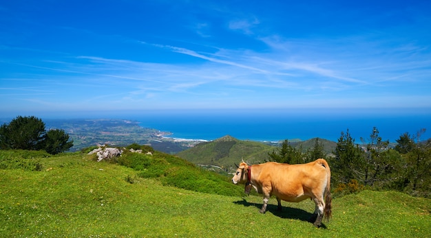 Asturias Kuh im hohen Berg und im Meer