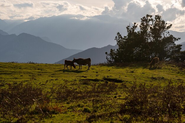 Asturische Kühe im Aussichtspunkt von Seguencu de Asturias.