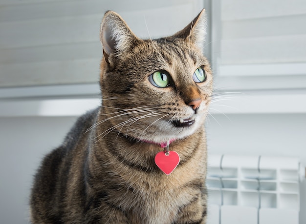 El astuto gato de Bengala con collar rosa sonríe de manera intrigante.