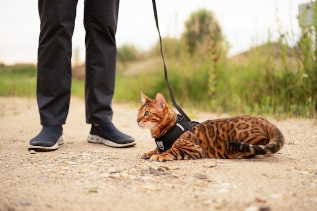 Asustado hermoso gato de bengala con ojos verdes al aire libre tirado en el suelo hombre irreconocible caminando con