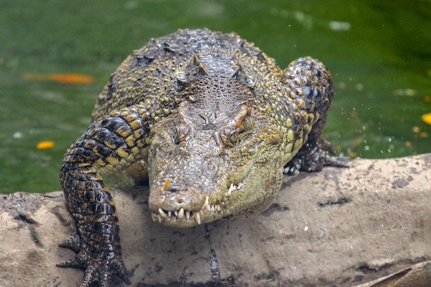 Ataque de cocodrilo del río en Tailandia