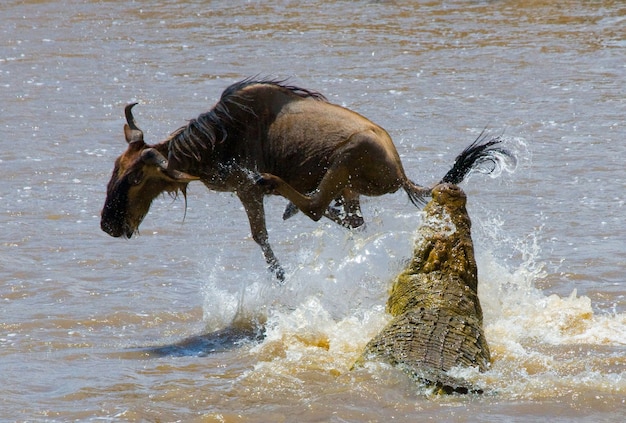 Ataque de cocodrilos ñus en el río Mara. Gran migración. Kenia. Tanzania. Parque Nacional de Masai Mara