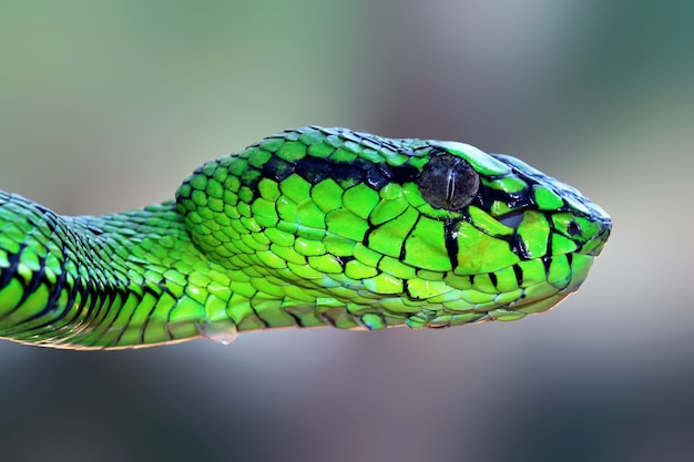 Ataque da posição da cobra víbora verde no animal do ramo