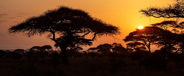 Foto atardecer africano icónico típico con árbol de acacia en serengeti, tanzania. banner de formato ancho.