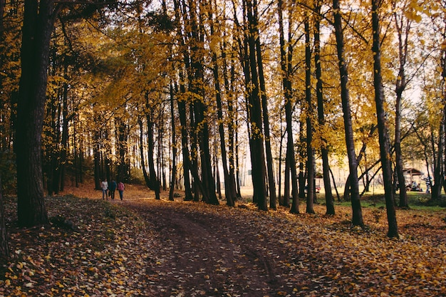 Atardecer, arboles otoñales y camino.