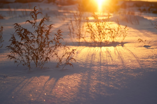 Foto atardecer en un bosque soleado invierno nieve mañana