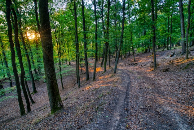 Atardecer en el bosque