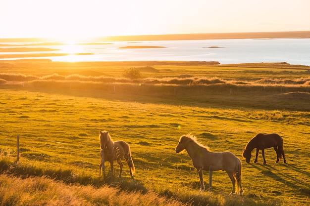 Atardecer con caballos salvajes en un prado en Islandia y un río y mar