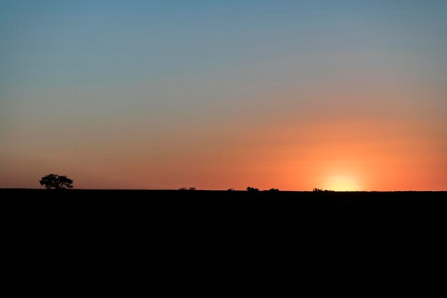 Atardecer en el campo de plantaciones de caña de azúcar