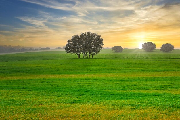 Atardecer en un campo de trigo con encinas.