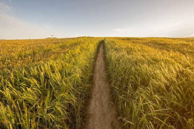 Atardecer en el campo de trigo