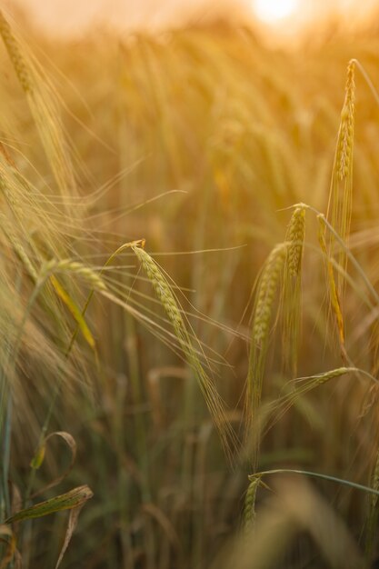 Atardecer en el campo de trigo