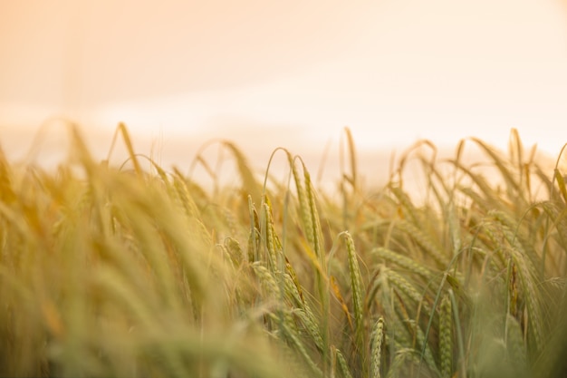 Atardecer en el campo de trigo