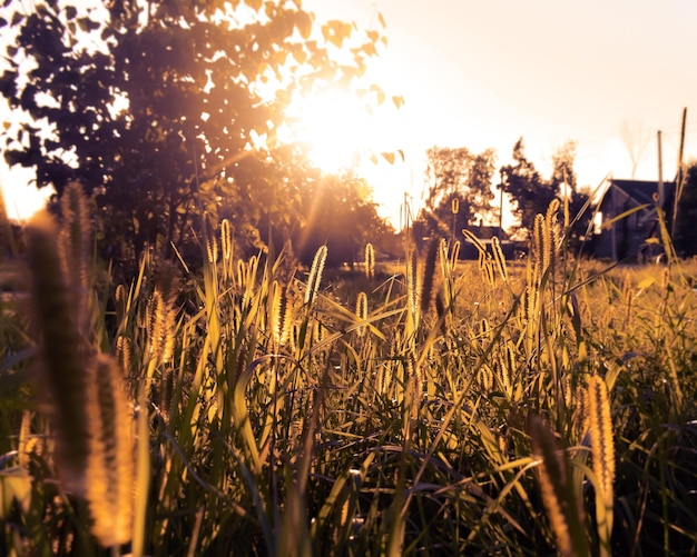 Atardecer en el campo