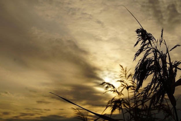 Atardecer en el campo