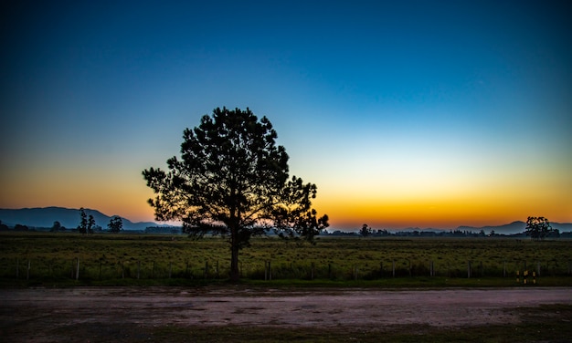 Atardecer en la carretera con silueta de arbol.