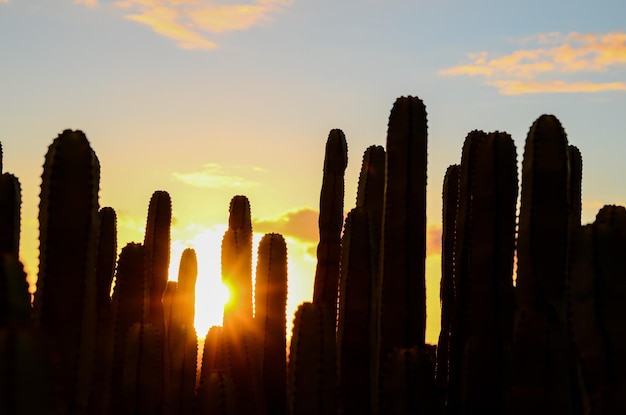 Atardecer en el desierto de cactus tranquilo en la isla canaria de Tenerife