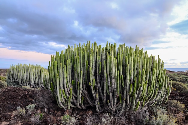 Atardecer en el desierto de cactus tranquilo en la isla canaria de Tenerife