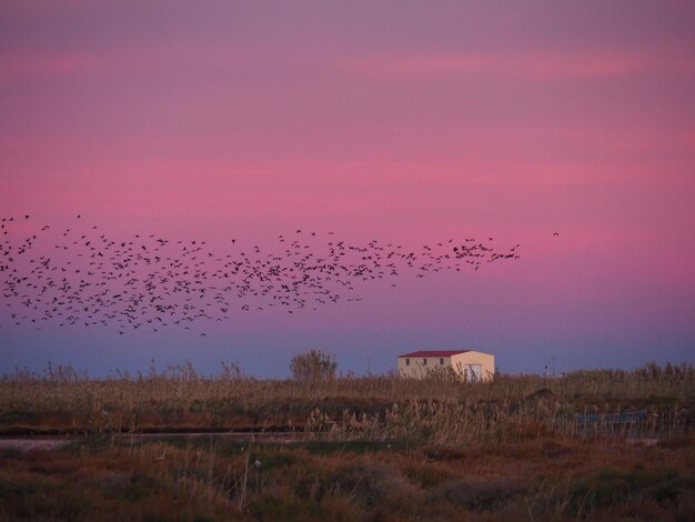 Foto atardecer en rosa pôr-do-sol em vista rosa do campo com grupos de pássaros voando sobre uma casa