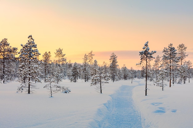 Atardecer en invierno bosque nevado grandes pinos cubiertos de nieve camino de esquí vacío hermoso clima invierno descanso