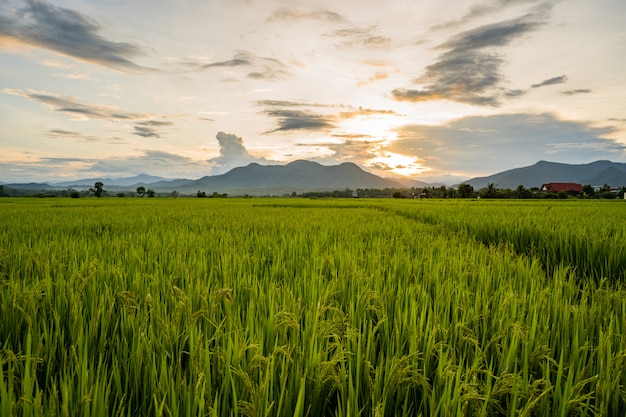 Atardecer en el paisaje del campo de arroz