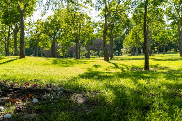 Atardecer en un parque luz filtrándose a través de los árboles américa latina