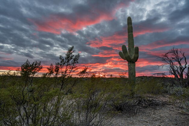 Atardecer en el Parque Nacional Saguaro Tucson