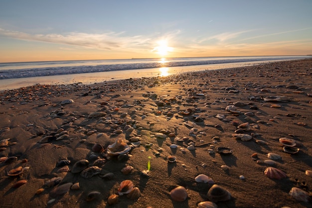 Un atardecer en la playa, lleno de conchas en la orilla.