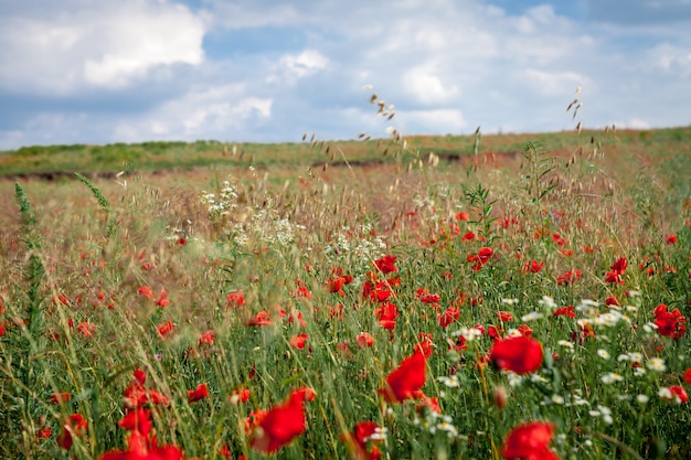 Atardecer sobre campo con amapolas rojas.