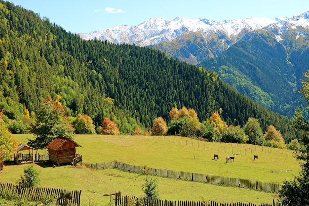 Atemberaubende Aussicht auf die Bergfarm mit einer Gruppe von Pferden auf einer Wiese