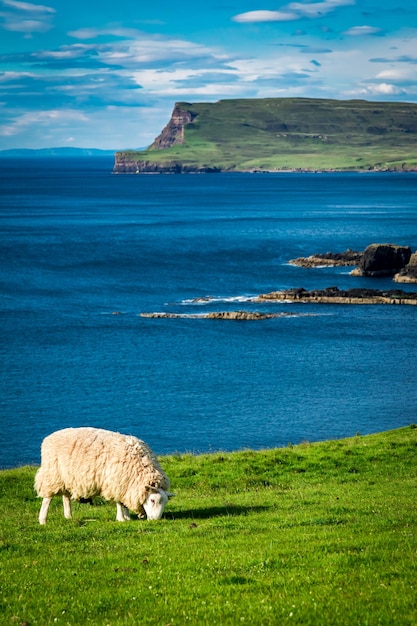 Atemberaubende Aussicht auf Schafe auf der Isle of Skye in Schottland