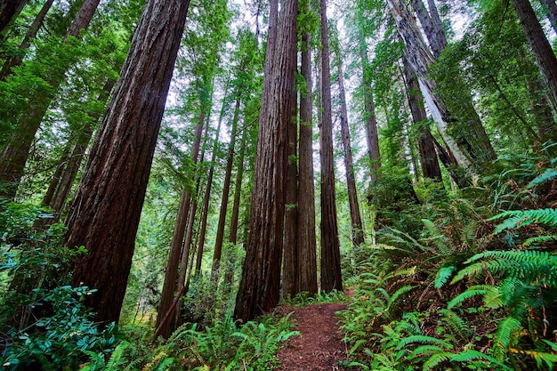 Atemberaubende endlose Redwood-Bäume im alten Wald entlang des Weges