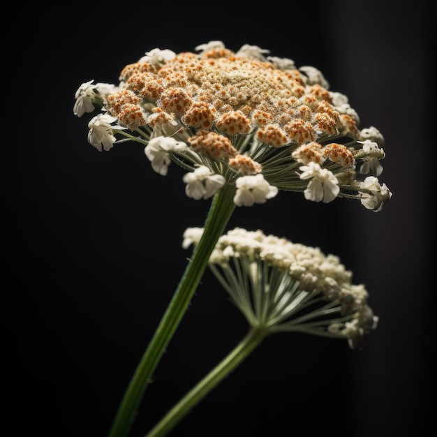 Atemberaubende Schafgarbenblume in High Definition eingefangen