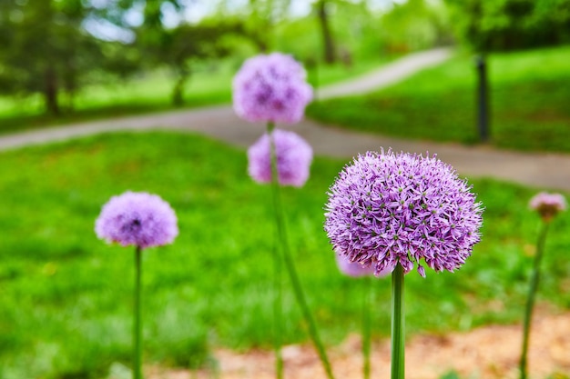 Atemberaubende violette Riesen-Alliumblüten blühen auf hohen grünen Stielen mit verschwommenem Parkhintergrund