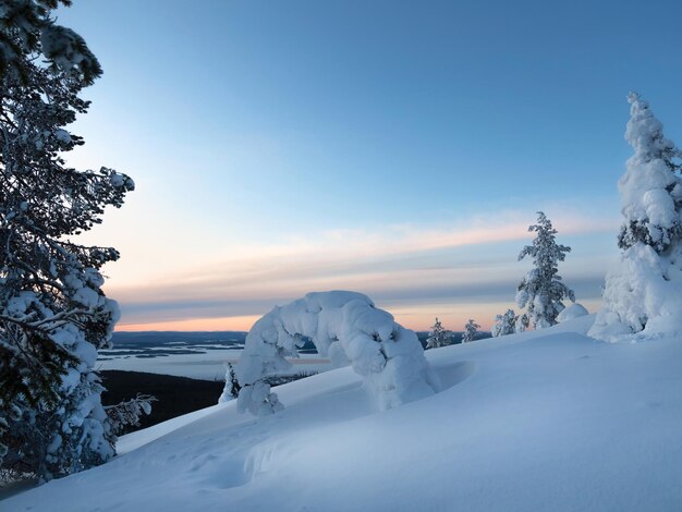 Atemberaubende Winterlandschaft Erstaunliche Natur des Nordens Schnee bedeckt viel Boden und Bäume Magische Winterlandschaft Schnee-Baumzweige gegen den blauen Himmel nach einem starken Schneefall in den Bergen