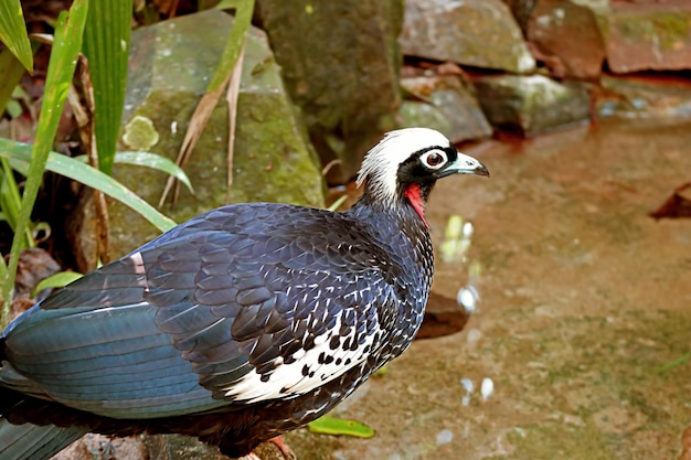 Atemberaubender Blackfronted Piping Guan oder Jacutinga Bird im Sonnenlicht