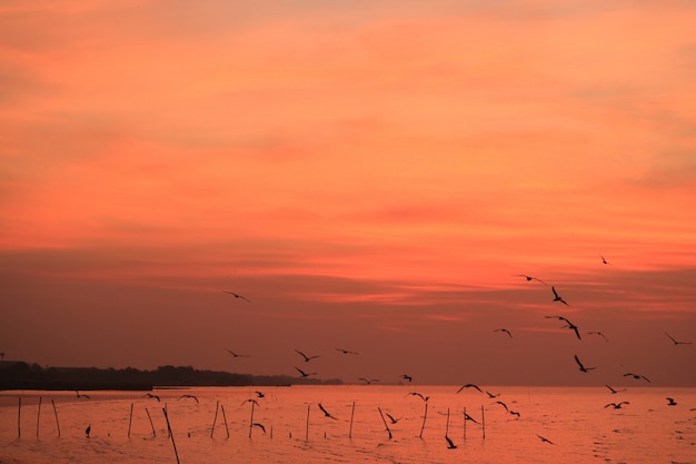 Atemberaubender klarer orange Farbsonnenaufgang-Himmel mit den unzähligen frühen Vögeln, die über das ruhige Meer fliegen