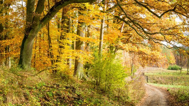 Atemberaubender Pfad im Wald in Europa