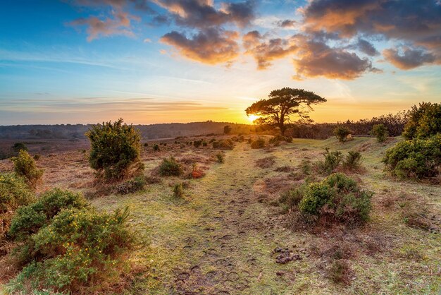 Foto atemberaubender sonnenuntergang über bratley view im new forest