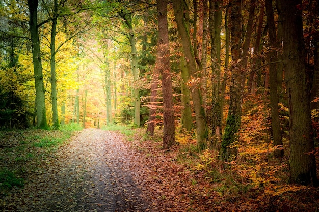 Atemberaubender Weg im Wald in Polen