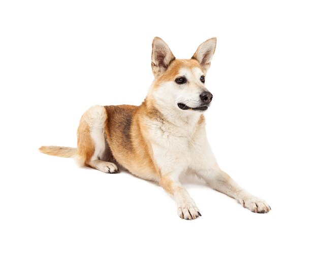 Atenciosa postura de gado australiano e Shiba Inu Mix Dog