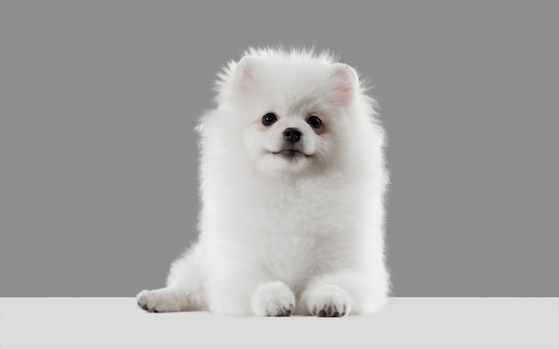 Foto atendido, sonriendo. el perrito spitz está planteando. lindo perrito blanco juguetón o mascota jugando sobre fondo gris de estudio. concepto de movimiento, acción, movimiento, amor de mascotas. parece feliz, encantado, divertido.