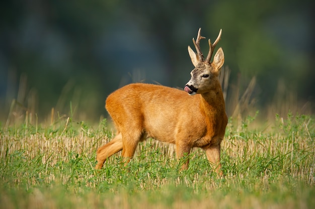 Atento corzo lamiendo su nariz con la lengua en el campo.